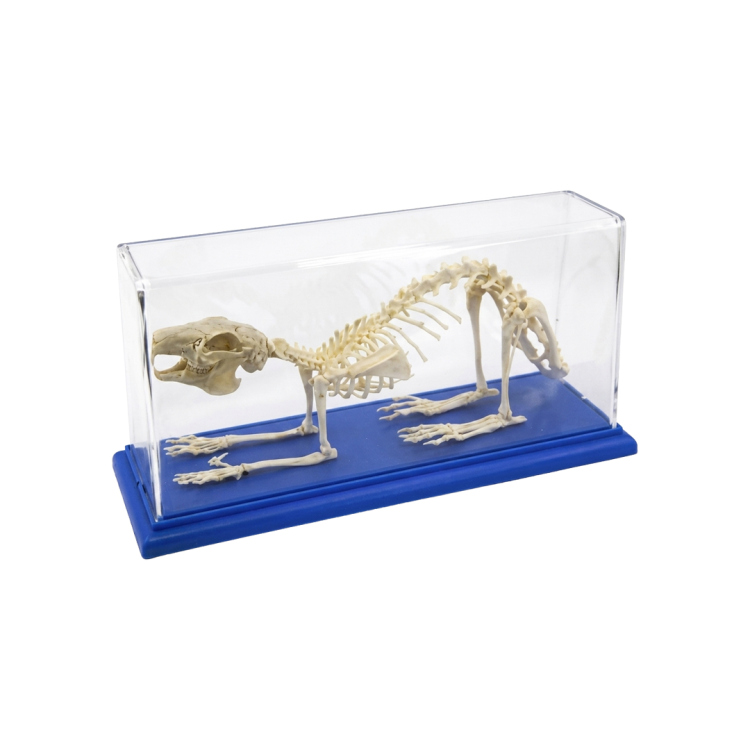 نموذج تعليمي لهيكل عظمي حقيقي لأرنب