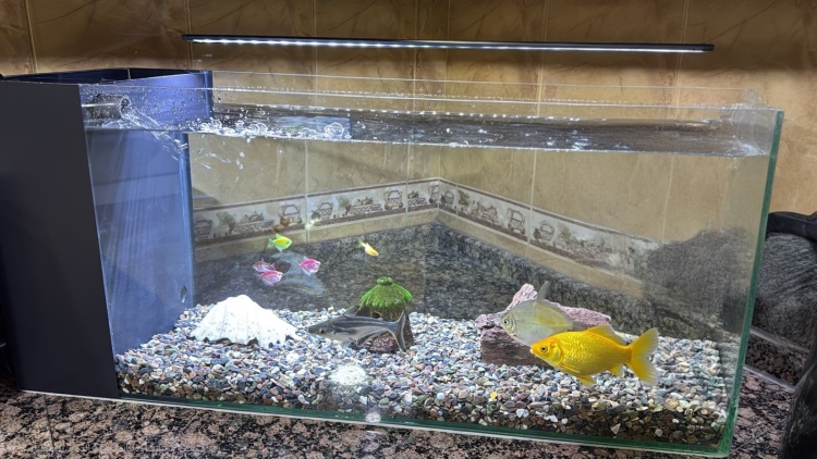 حوض سمك مع سامب 