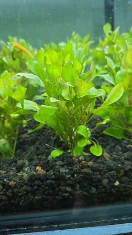 النتاريا رينيكي 