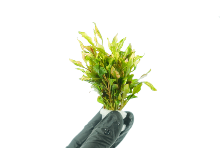 النتاريا رينيكي 