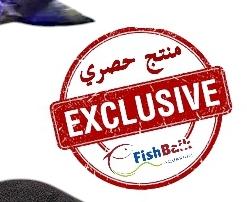 سخان حوض رقمي ذكي