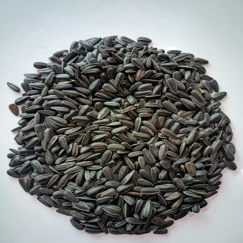 بزر سادة حجم صغير- طعام عصافير تعبئة