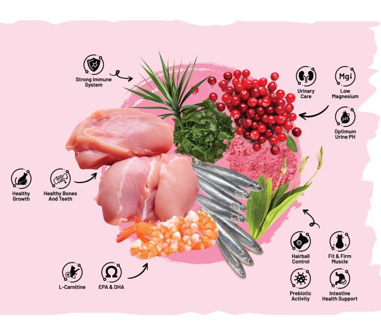 Sarar Kitten & Mother – دراي فود متكامل للقطط الصغيرة والأمهات