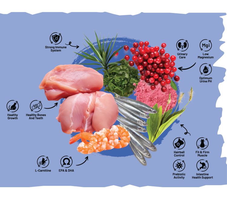 Sarar Chicken & Anchovy – دراي فود للقطط البالغة