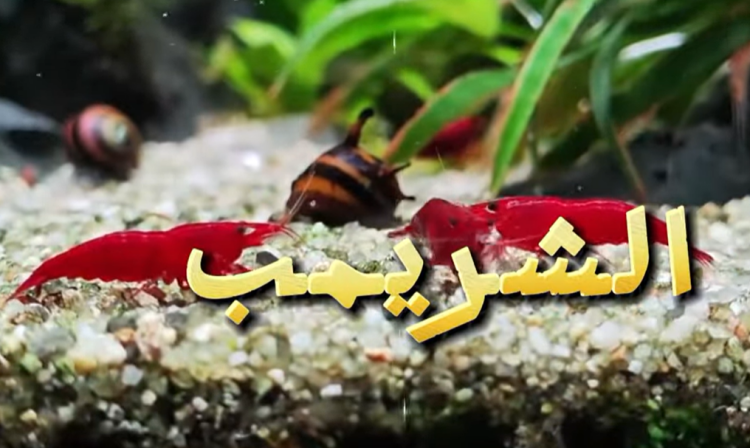 الشريمب 🦐