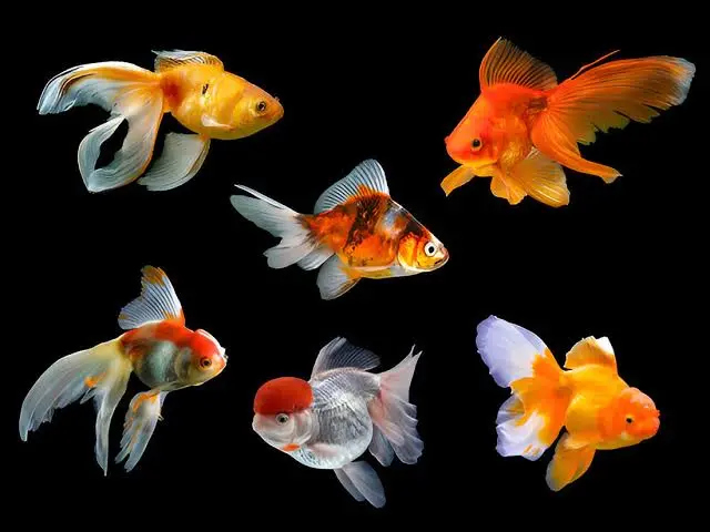 السمكة الذهبية 🐡