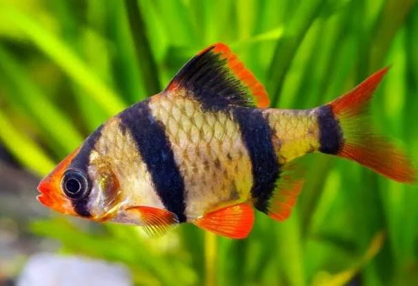 سمكة التايجر بارب  🐟