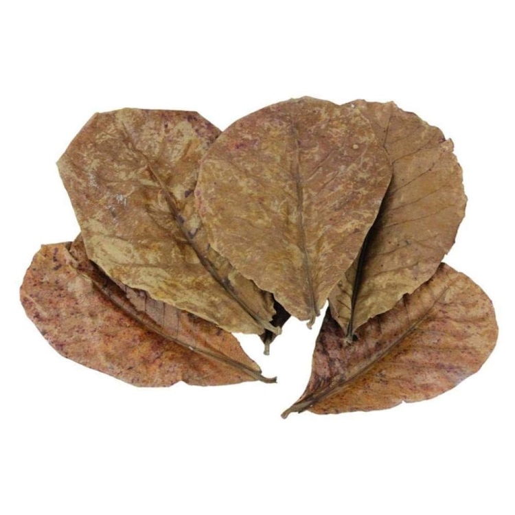 ورق اللوز الهندي (مجموعة)