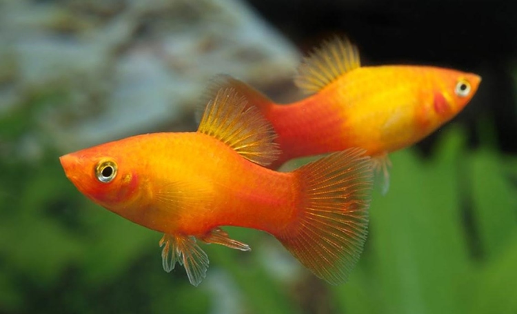 Sunset Coral Platy 3.5cm