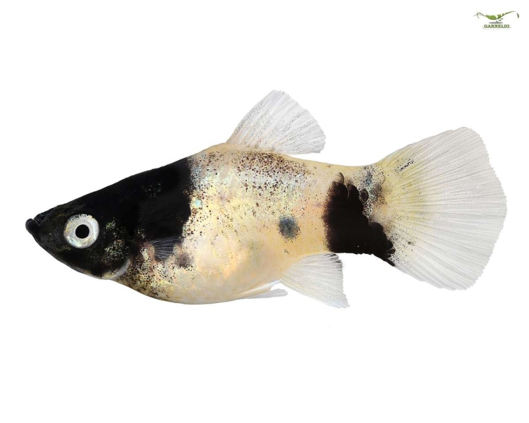 Panda Platy 2.5 cm