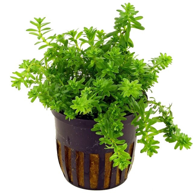  Rotala 'Nanjenshan' – روتالا نانجينشان الناعمة