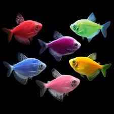 Tetra fish