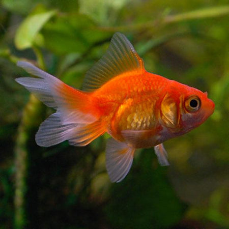 Gold fish