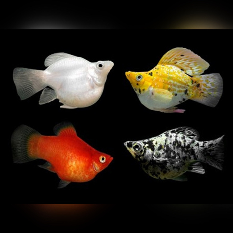Molly fish