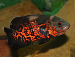 Oscar fish