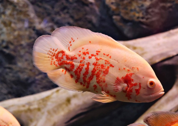 Oscar fish