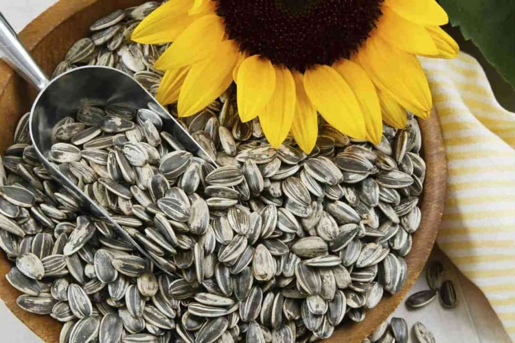 بزر عين شمس 