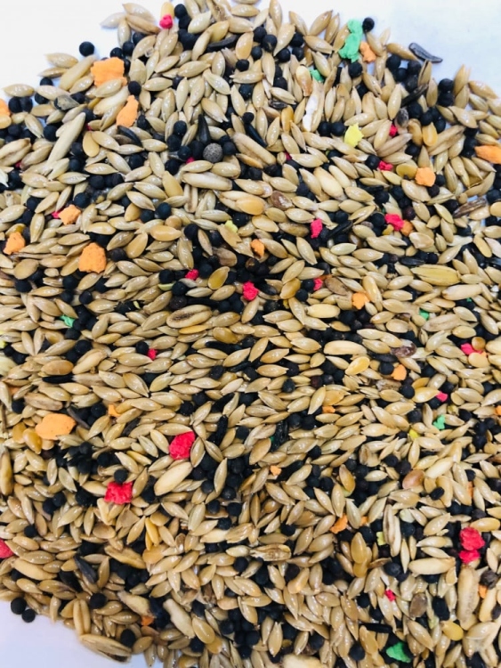 خلطة عصفور الكناري