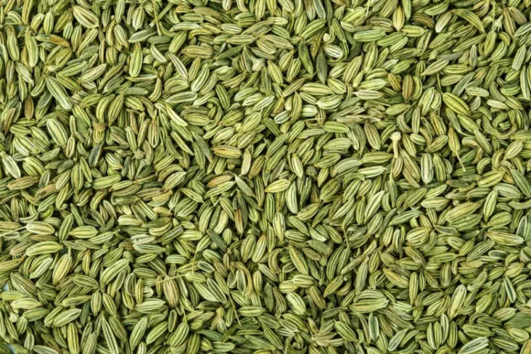 شومر حب 
