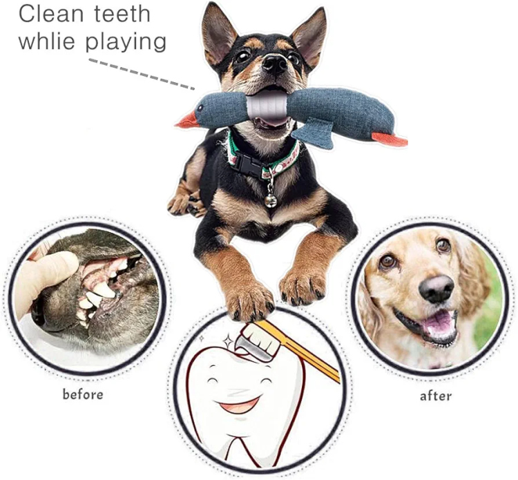 عضاضة بطة تزمر