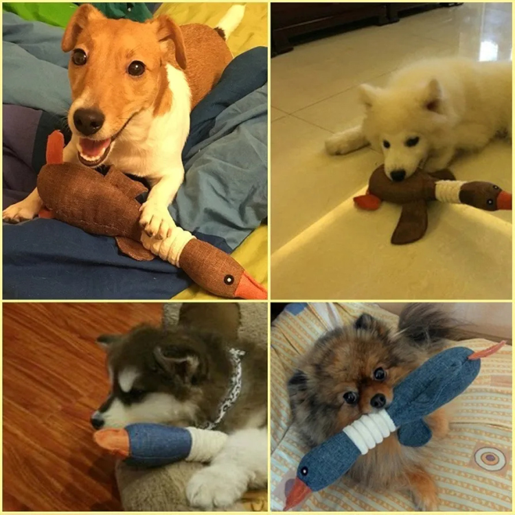 عضاضة بطة تزمر