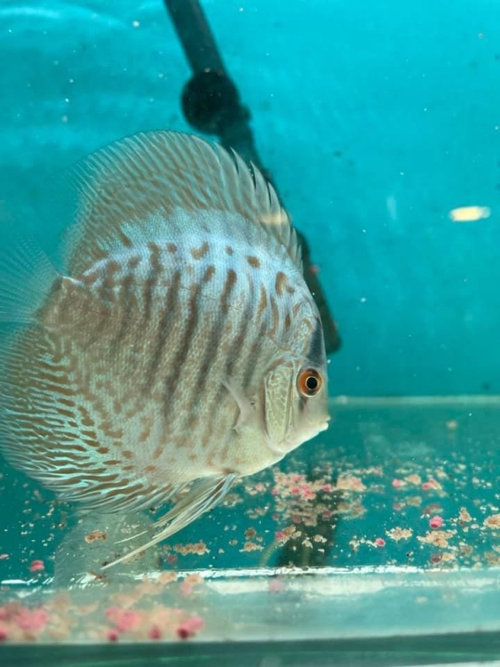 Discus - Fine-Line Snakeskin/Original 3.5-4"