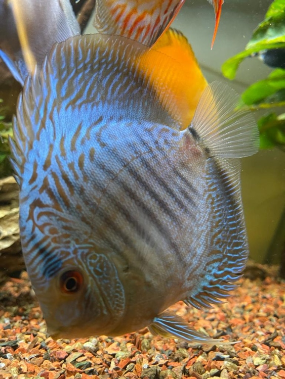Discus - Fine-Line Snakeskin/Original 3.5-4"