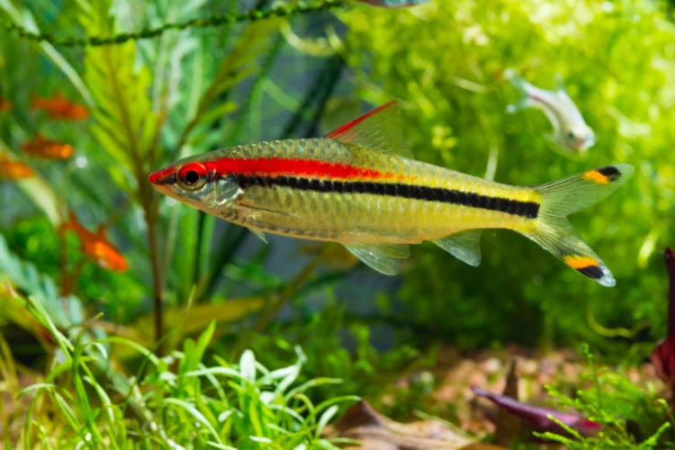Redline Torpedo Barb Denisoni 4-4.5 cm