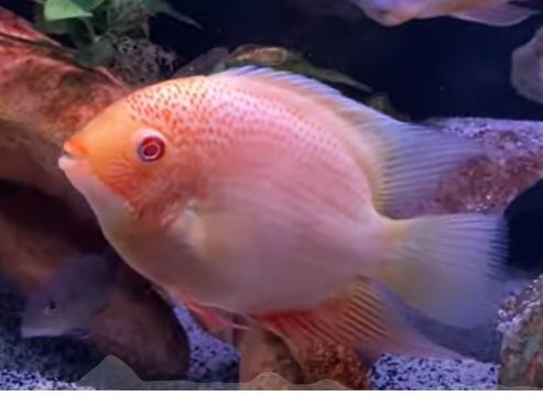 Red Spoted Severum 10-12cm