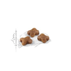Royal Canin للقطط الصغيرة 