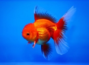 سمكة أورندا (Oranda)،