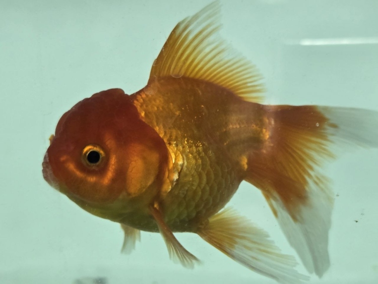 سمكة أورندا (Oranda)،