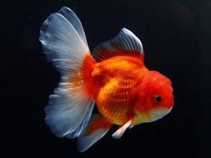 سمكة أورندا (Oranda)،