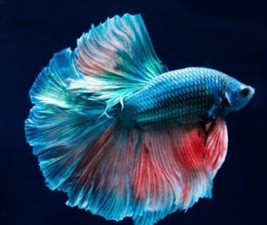 سمكة الفايتر أو البيتا (Betta Fish