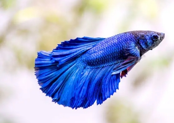 سمكة الفايتر أو البيتا (Betta Fish