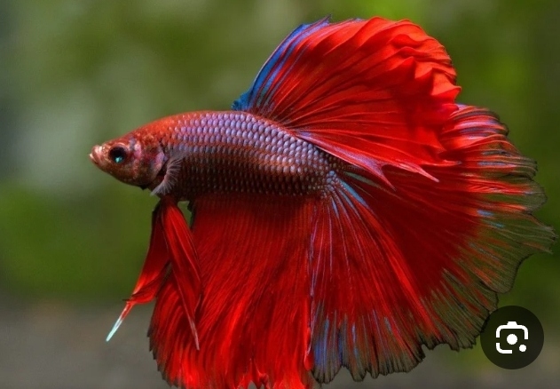 سمكة الفايتر أو البيتا (Betta Fish