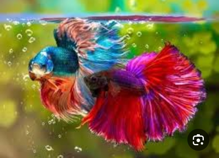 سمكة الفايتر أو البيتا (Betta Fish