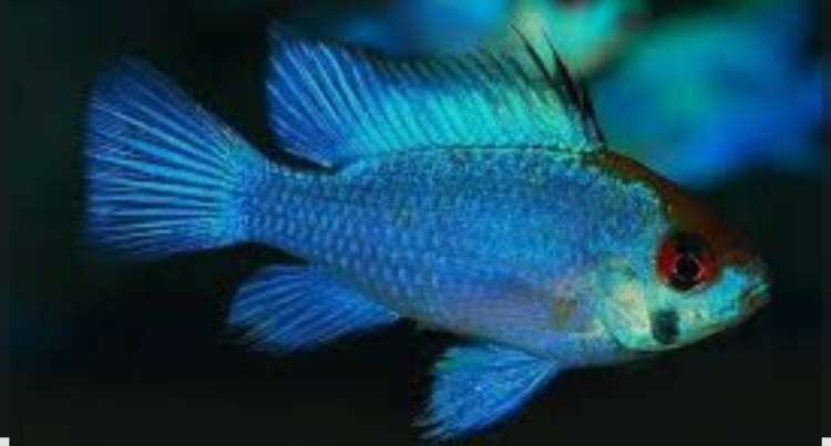 إلكتريك بلو راميريزي