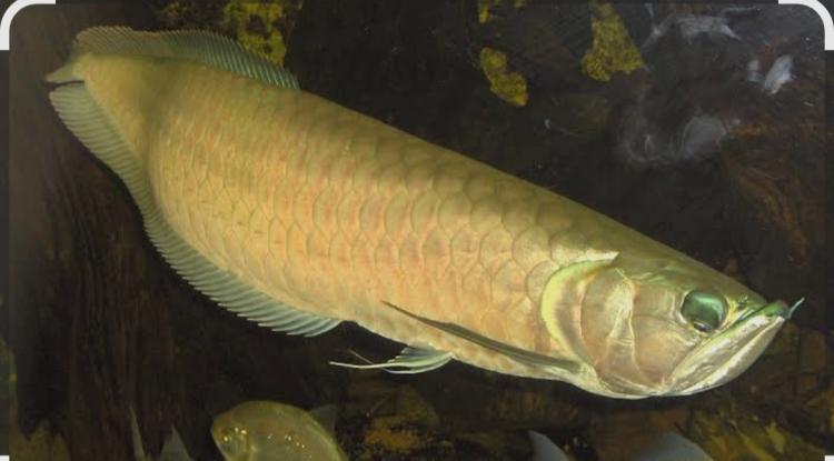 سمكة الأروانا البيضاء حجم 13سم