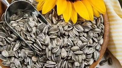 بزر شمس مسمار