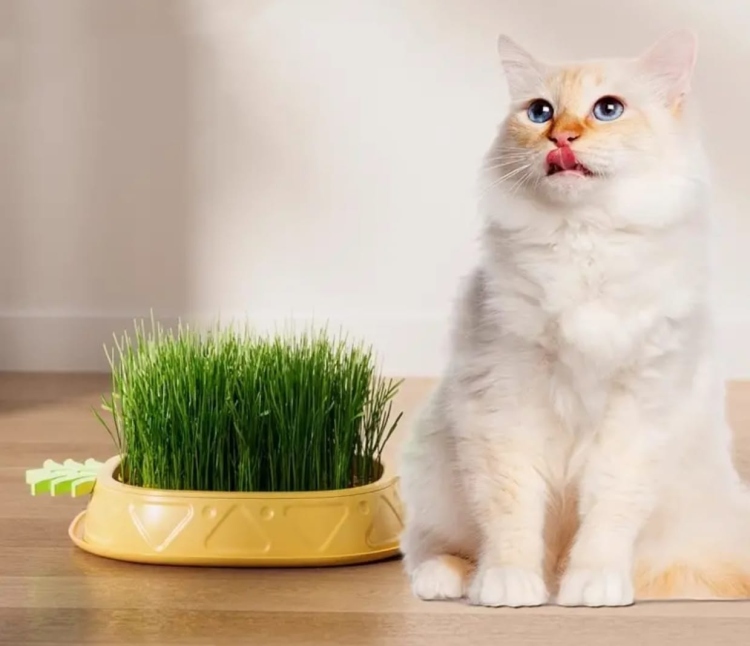 عشبة القطط (Cat Grass)