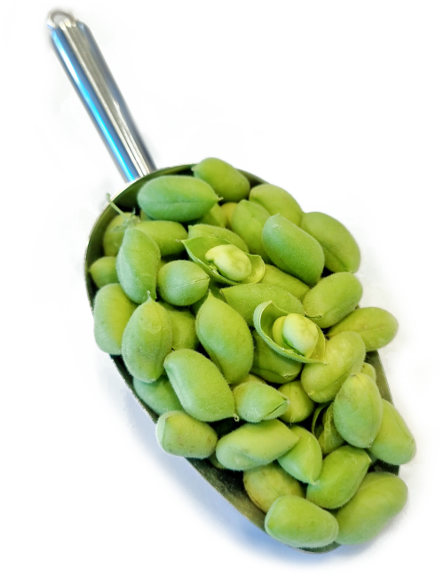 حمص أخضر (حاملة)