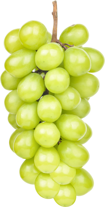 عنب زيني