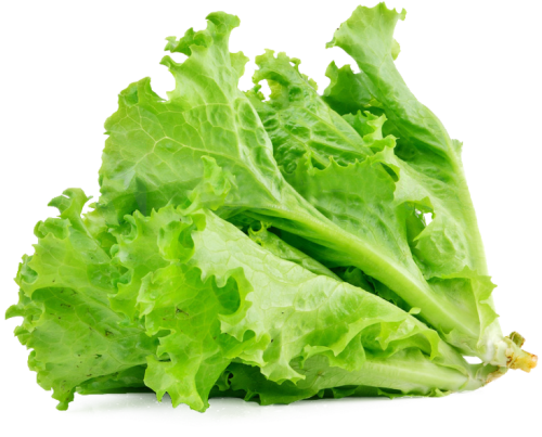 خس لولو بياندا - محلي حبة