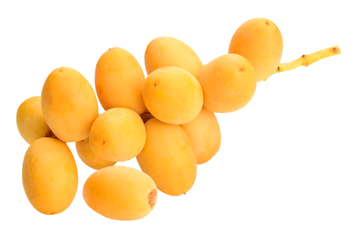 بلح