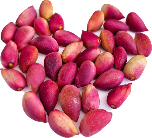 فستق حلبي طازج