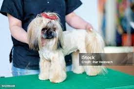 French dogs (S-M) full package 