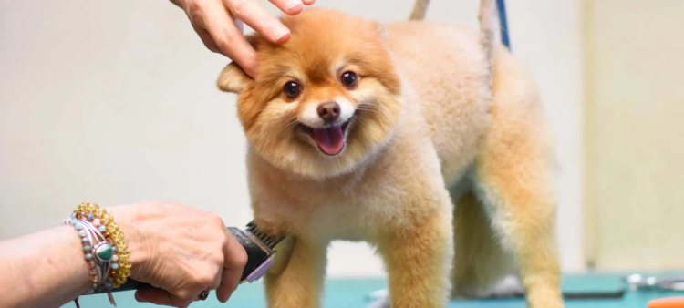 Pomeranian + York shire full package