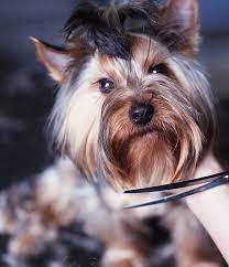 Pomeranian + York shire BATH