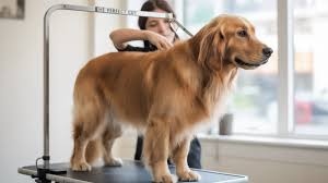 Big size dogs full package 